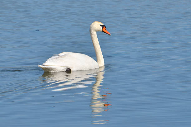 istock Swan at the lake (Cygnus olor) 187991895