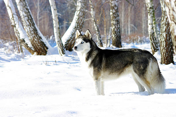 istock Chukchi husky breed dog on winter background 187991947