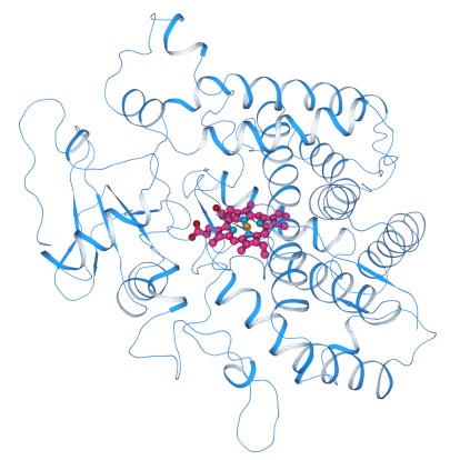 Molecular Model of Cytochrome P450, CYP2D6, a major protein for drug metabolism