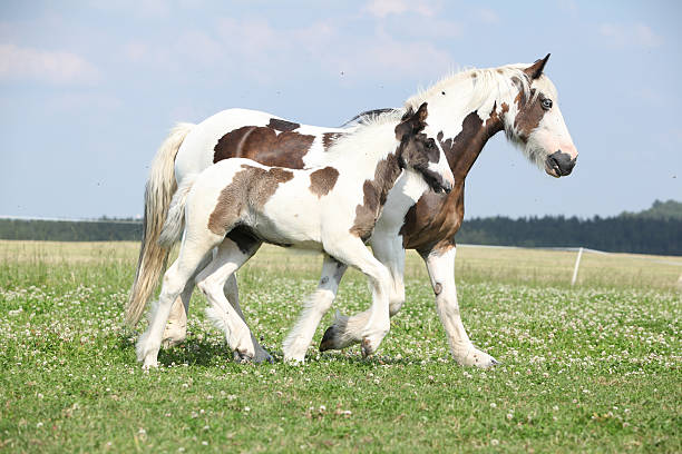 horses - gray horse mare and foal on pasture with rape field