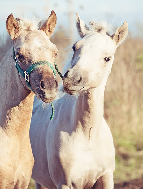 istock grooming foals of pony. autumn 187992525