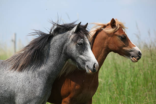 istock Two young ponnies on pasturage 187992561