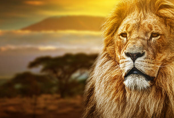 maschio leone con il monte kilimanjaro in background - animale maschio foto e immagini stock