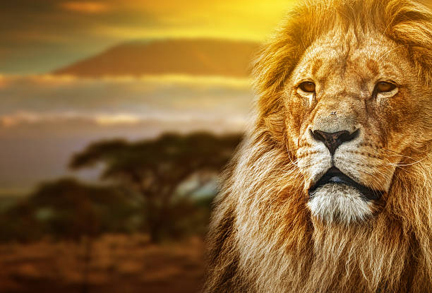 Male lion with Mount Kilimanjaro in background Old lion with rich mane with Mount Kilimanjaro in the background male animal stock pictures, royalty-free photos & images