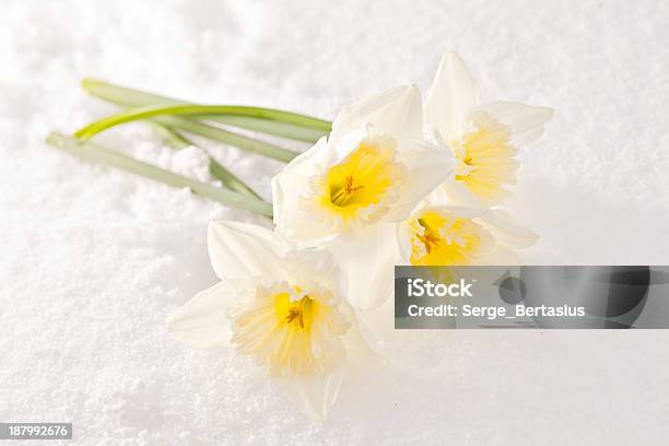 Narcissus В Снегу — стоковые фотографии и другие картинки Арктика - Арктика, Без людей, Белый