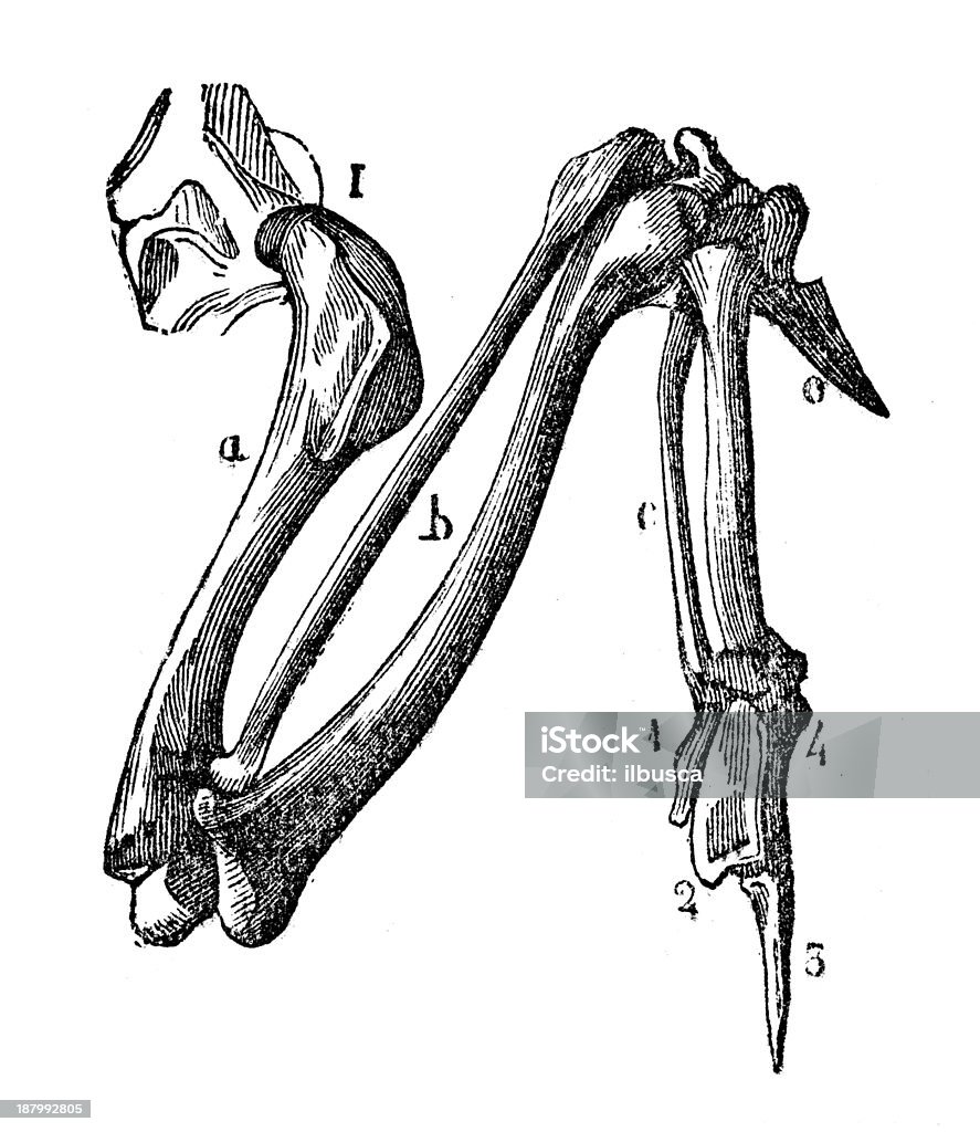 Antique Ilustração de falcon wing bones - Ilustração de Falcão royalty-free