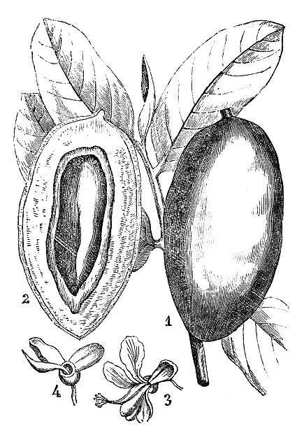 istock Antique illustration of Dipteryx odorata (cumaru or kumaru) 187992830