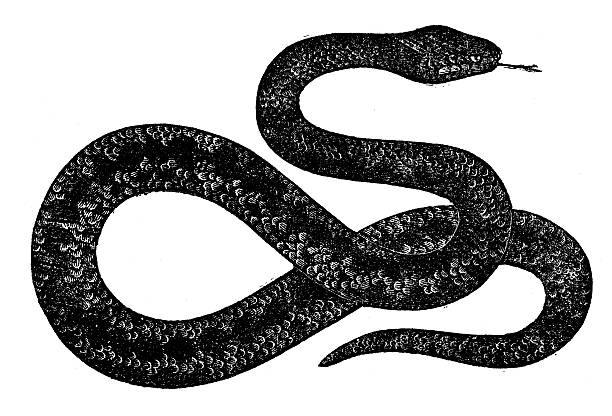 ilustrações de stock, clip art, desenhos animados e ícones de antiguidade ilustração de víbora - cobra engraving antique retro revival