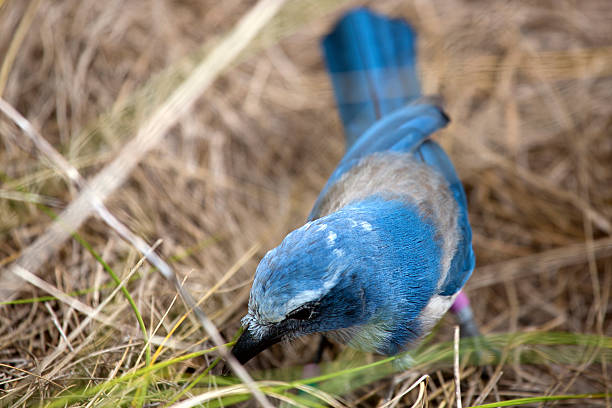 Florida Scrub Jay foraging for food