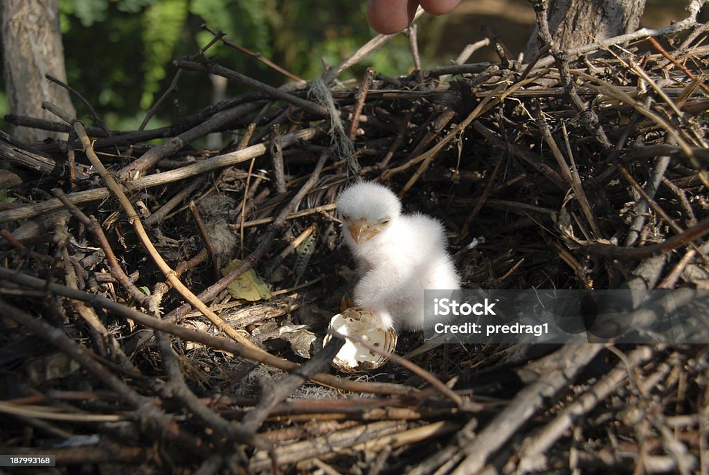 Jovem em Ninho de águia Grão - Royalty-free Aguieta Foto de stock