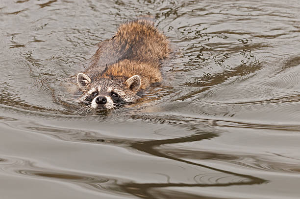 Raccoon (Procyon lotor) Swims Along stock photo
