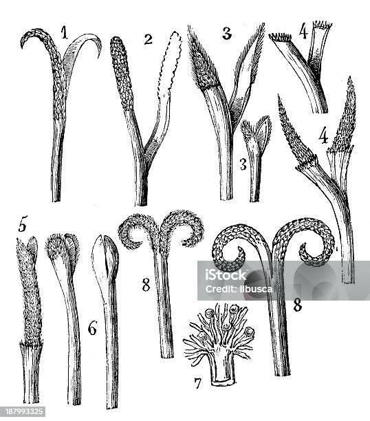 Antiguidade Ilustração De Asteraceae Ou Compositae Áster Margarida Girassol Família - Arte vetorial de stock e mais imagens de Antigo