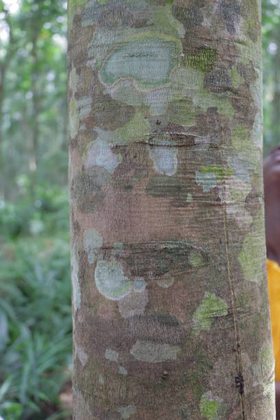istock Latex collecting Cup used attached to a rubber tree during harvesting 1879934468