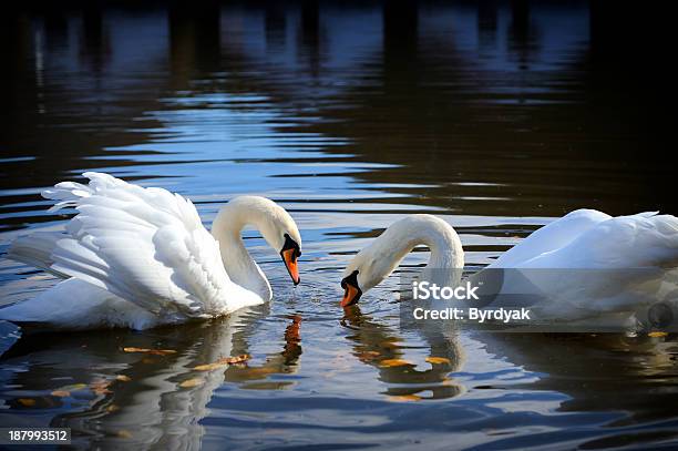 Swan Stock Photo - Download Image Now - Black Background, Swan, Beauty In Nature