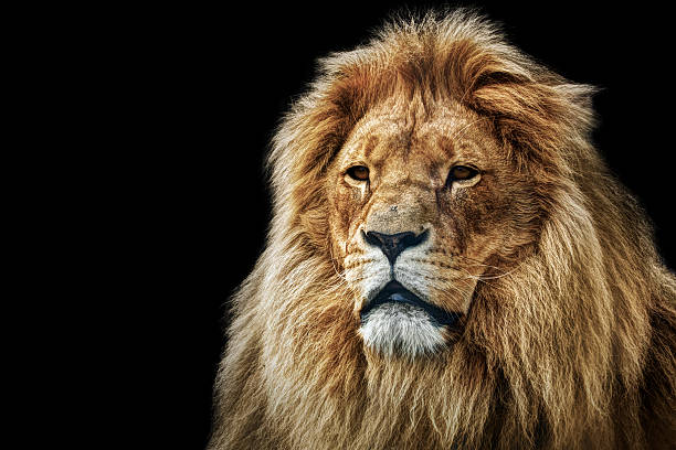 istock Lion portrait with rich mane on black 187993537