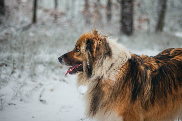 istock A big dog on a winter walk in a forest 1879935488