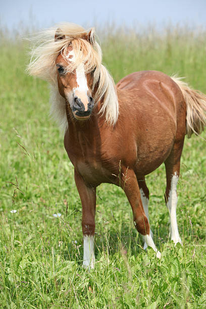 istock Nice chestnut welsh mountain pony on pasturage 187993574