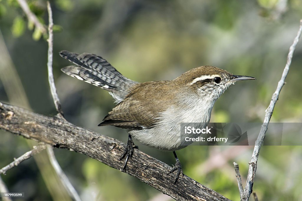 Bewick's Wren Bewick's Wren (Thryomanes bewickii) in southeastern Arizona.  The Bewick's Wren is the only member of its genus, and has a large range from British Columbia to central Mexico. Bewick's Wren Stock Photo