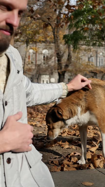 Vertical screen: A beautiful brown and white stray dog approached a man in a public park. A man caresses a stray dog. Humanism and helping stray dogs. Autumn sunset and dry foliage.