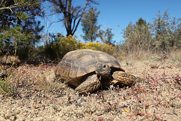 testuggine del deserto - desert tortoise foto e immagini stock