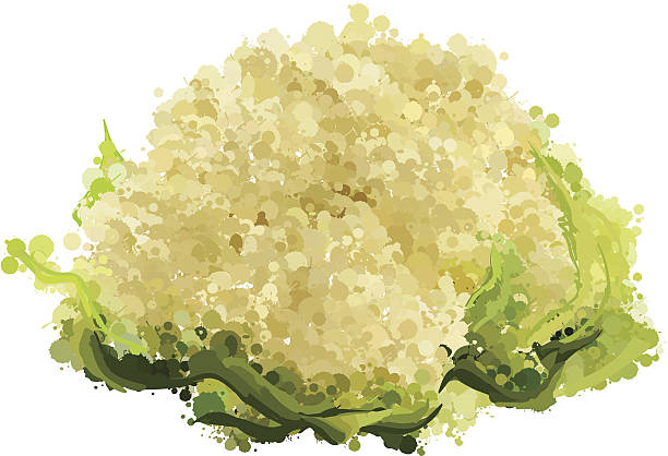 cauliflower of blots vector illustration cauliflower of blots vector illustration white cabbage stock illustrations