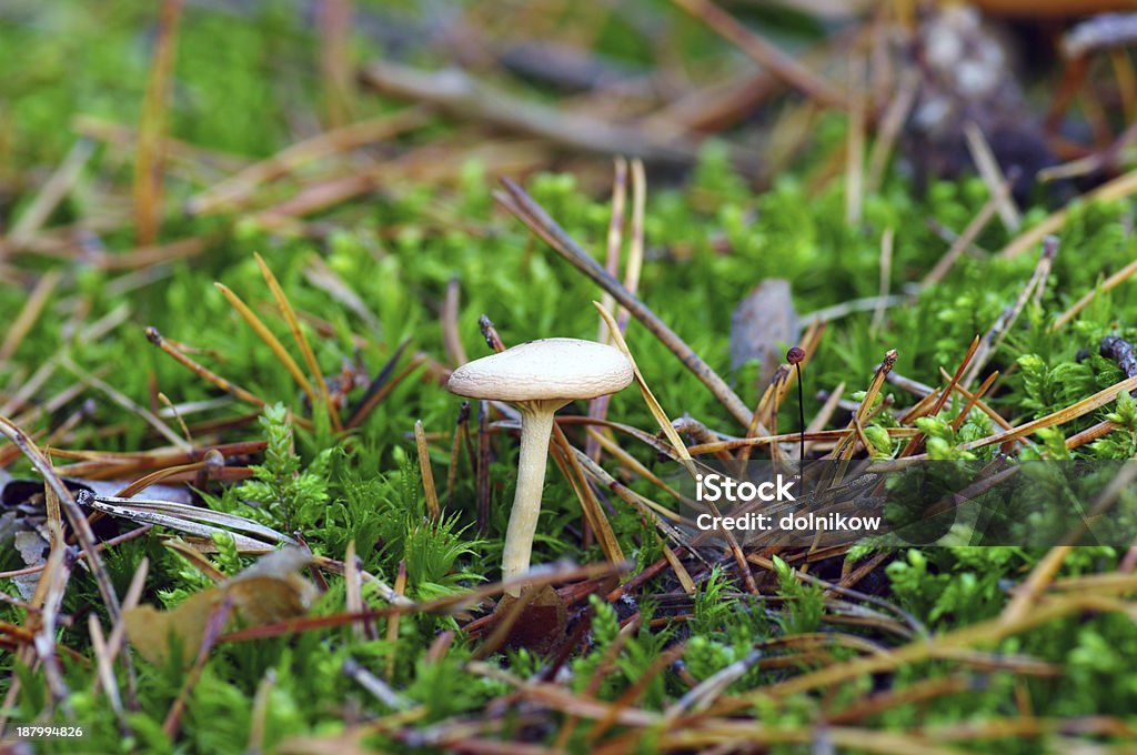 mushrooms growing in the forest Animal Markings Stock Photo