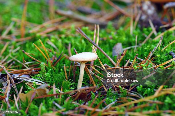 Mushrooms Growing In The Forest Stock Photo - Download Image Now - Animal Markings, Autumn, Biology