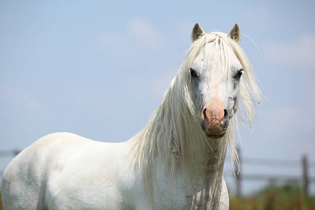 istock Portrait of welsh mountain pony stallion 187994850
