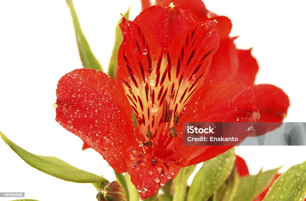 Liliáceas e cornflowers sobre um fundo branco - Royalty-free Azul Foto de stock