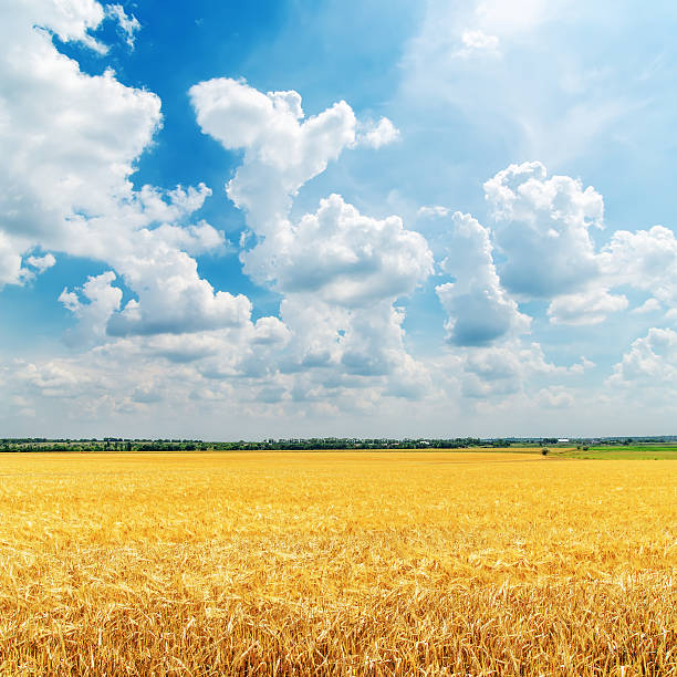istock sunny clouds over golden field 187996380