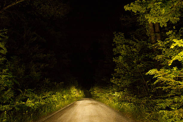 A picture of a road in the forest stock photo