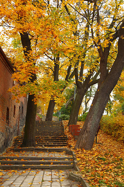 istock yellow autumn maple leaf alley 187997328