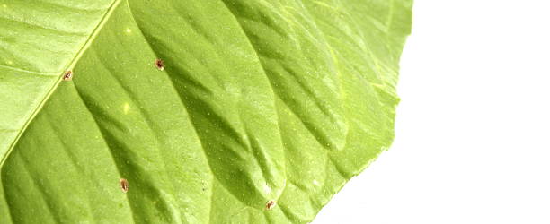 infested lemon leaf presence of coccus hesperidum on a leaf taken from a lemon tree brown soft scale insect stock pictures, royalty-free photos & images