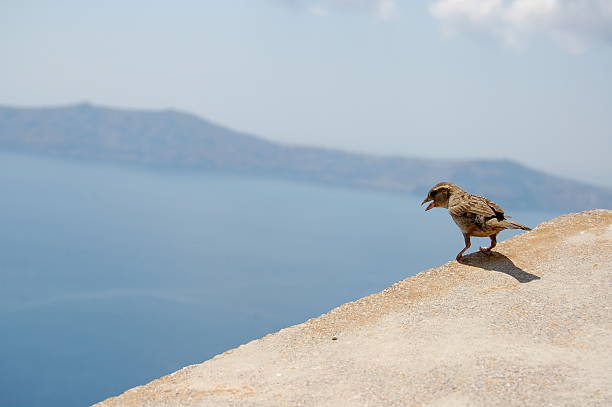 passero - foto stock