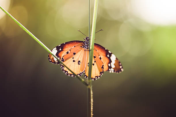 istock Butterfly in the nature 188000616