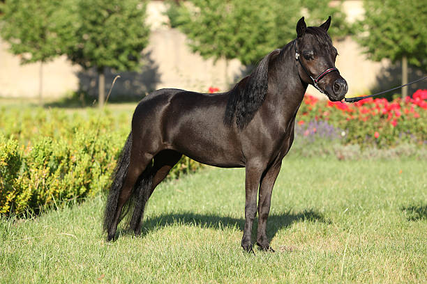 istock American miniature horse standing 188000661