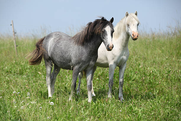 Two nice young ponnies standing on green pasturage