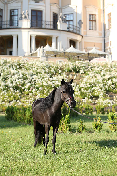 American miniature horse standing