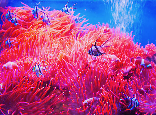 istock Clown fishes 188001564