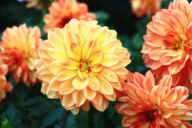 istock blooming colorful Dahlia flowers 1880022552