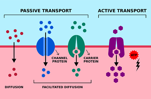 High low, low high concentration gradient. Channel and carrier proteins. Vector illustration.
