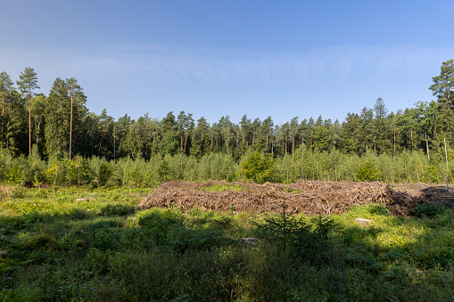 Deforestation for timber harvesting, timber harvesting in the forest and cutting down part of the trees