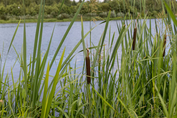 istock water with waves in the river in summer with green grass 1880026786