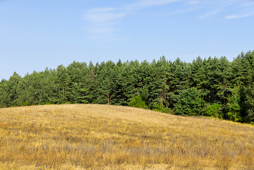 yellow dry grass in a field on a sunny day, drying yellow grass illuminated by sunlight