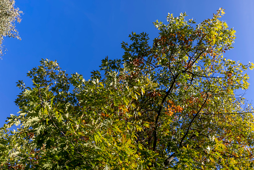 yellowing foliage on oaks in autumn weather, oak tree during the autumn season before leaf fall