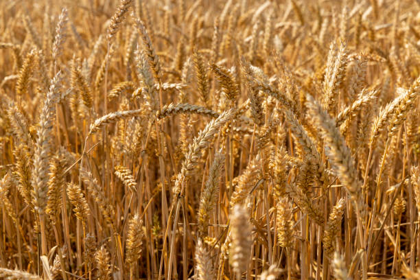 istock ready for harvesting dry wheat harvest 1880027883