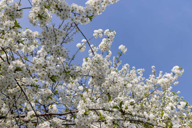 istock spring garden with cherry blossoms in sunny weather 1880027892