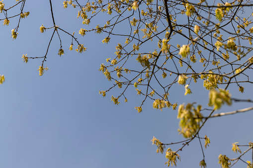a flowering maple tree in the spring season, a spring park with maples with flowers and with the first green foliage in sunny weather