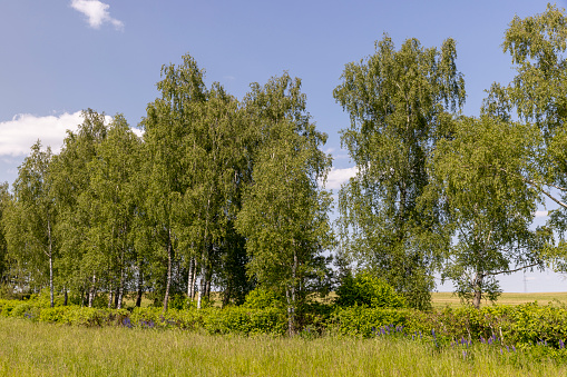 green foliage on birch trees in summer, sunny weather in birch grove