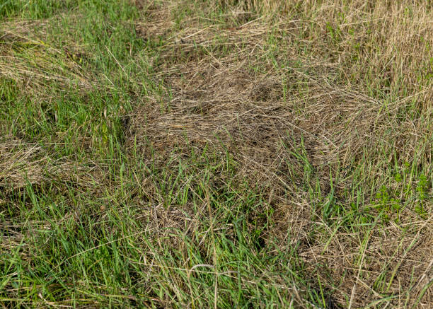 istock dry mown grass and green grass growing in summer 1880028246